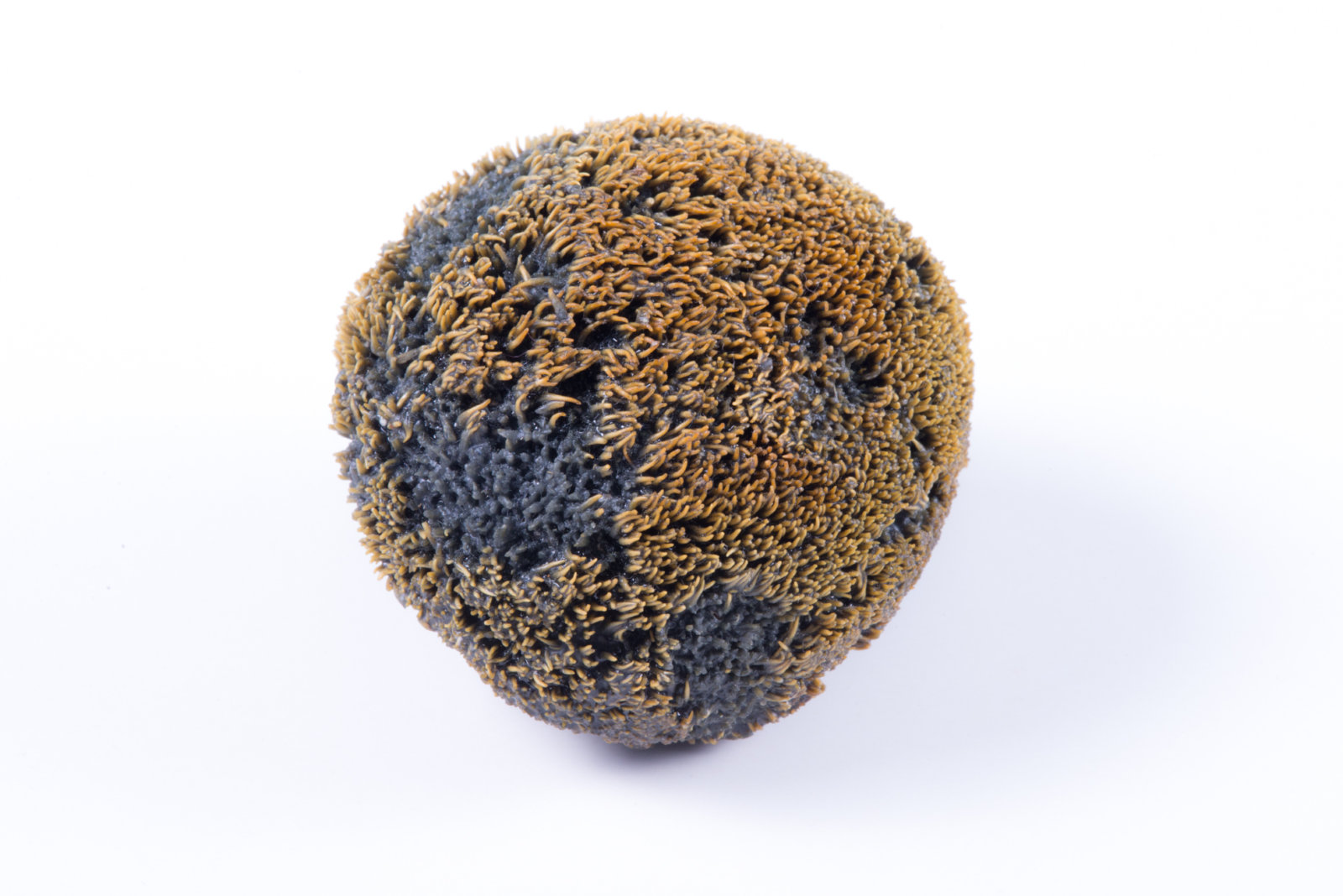 ΣΕΜΙΝΑΡΙΑ ΣΤΟ ΑΝΑΜΜΑ / ΑΠΡΙΛΙΟΣ – ΙΟΥΝΙΟΣ 2016